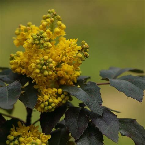 Mahonia Repens Creeping Mahonia Western Star Nurseries