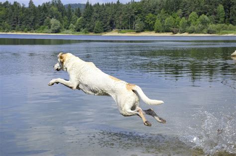 Canine Sports Dock Diving Is Making A Big Splash