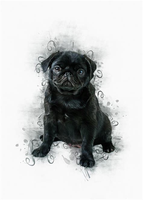 Black Pug Art Illustration Scarlett Getachew