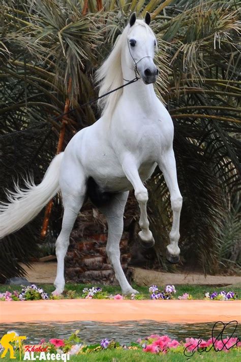 Arabian Horse White Arabian Horse Beautiful Horses Pretty Horses