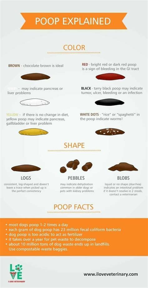 The Dog Poop Color Chart Explained 1 I Love Veterinary Blog For