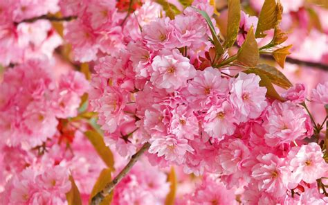 We have an extensive collection of amazing background images carefully chosen by our community. Pink Cherry Blossom Wallpaper (62+ images)