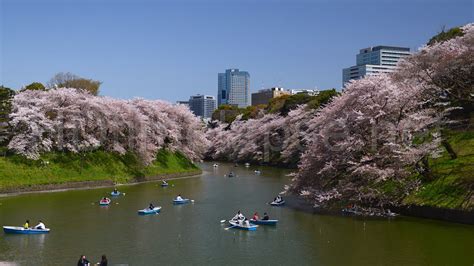 Japanese Cherry Blossom Wallpaper 1920x1080 59 Images