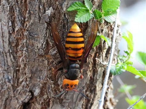 Vespid 19 The Asian Giant Hornet In North America Honey Bee Suite