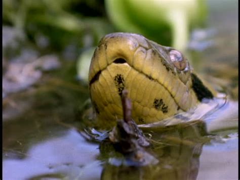 Close Up Of An Anaconda Snake Emerging From The Amazon