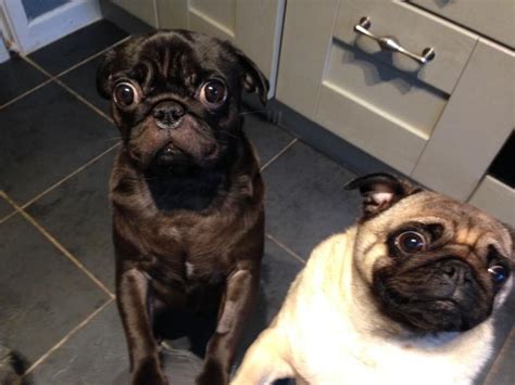 This number is not definite; How many pugs do you have? and How many pugs do you want ...