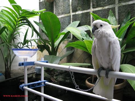 Pada dasarnya jenis dari burung lovebird tentunya. Nama Nama Hewan Langka Beserta Gambarnya | Nama-Nama Hewan