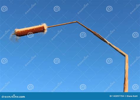 Bruised Reed Of Bullrush In House Shape Stock Photo Image Of Detail