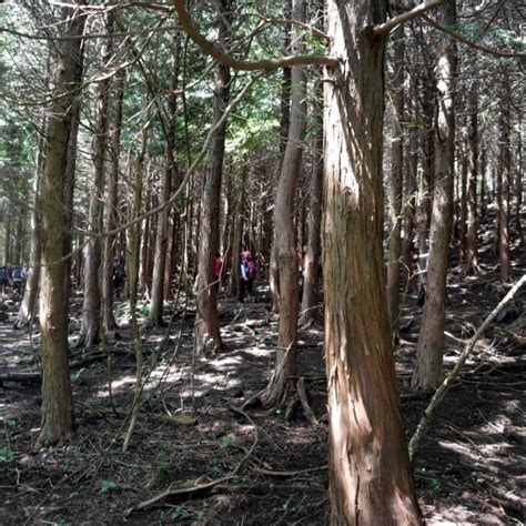 How To Spend A Cool Summer On Jeju Gyorae Natural Recreation Forest