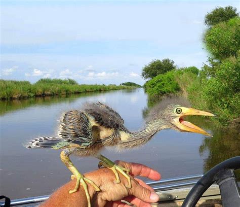Daily Timewaster Baby Blue Heron All Babies Are Beautiful Right