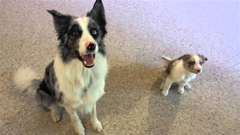 This coat color can only be produced in puppies by dogs who carry the dominant. Adult blue merle and red merle puppy border collies - YouTube