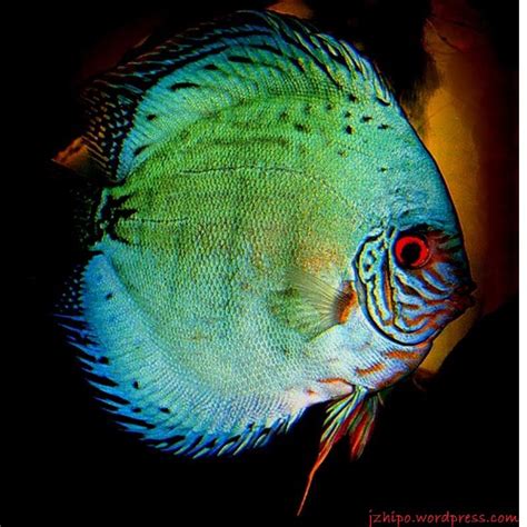 Ikan tetra memiliki banyak jenis dan termasuk ikan hias air tawar berukuran kecil. Jenis Ikan Hias Tawar Yang Berwarna Hijau - Ikan Hias Air ...