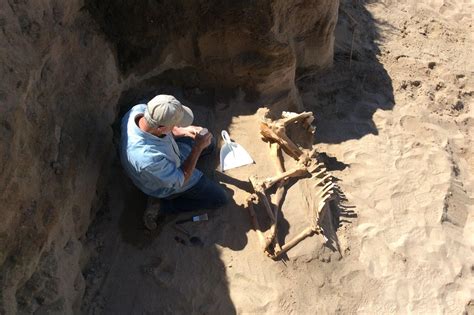 Skeleton Of 16000 Year Old Horse Found In Utah Equine Ink