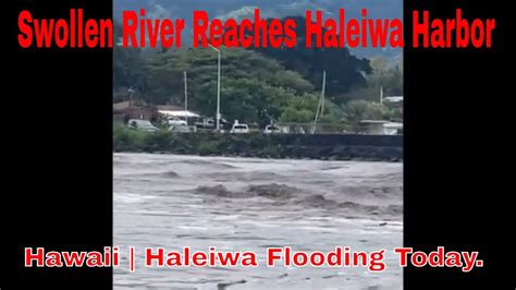 Haleiwa Flooding Today Hawaii Oahu Flooding Swollen River Reaches Haleiwa Harbor Mar