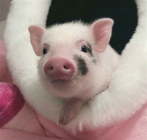Animal Baby Piglets Cute Piglets Animals And Pets Funny Animals