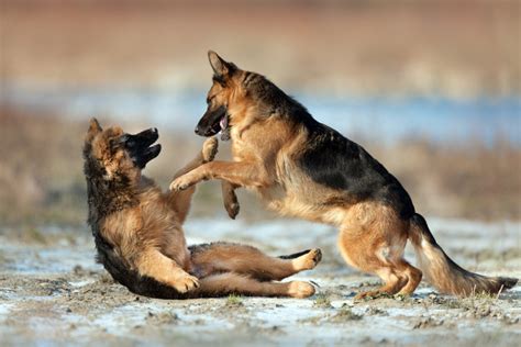 How To Control German Shepherd Dog