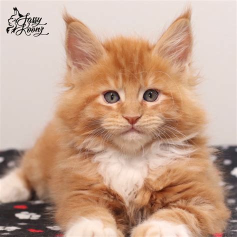 Looking for a kitten or cat in cleveland, ohio? Maine Coon Kittens For Sale - Beautiful, Big and Healthy ...