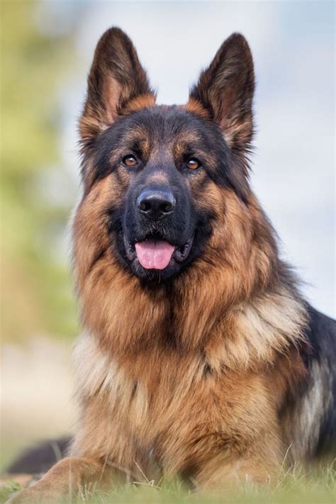 Beautiful Long Haired German Shepherd Dog Best Large Dog Breeds Best