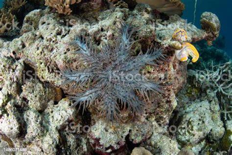 Crown Of Thorns Sea Star In Raja Ampat Stock Photo Download Image Now