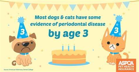 Luckily, pet insurance providers that offer dental disease coverage will make sure to clearly mention it as a benefit. Dental Infographic
