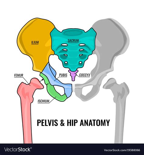 Pelvis Anatomy Scheme Royalty Free Vector Image