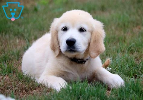We try to update often with video of our precious pups in action. Spike | Golden Retriever - English Cream Puppy For Sale ...