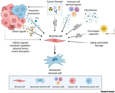 Senescent Stromal Cells Roles In The Tumor Microenvironment Trends In