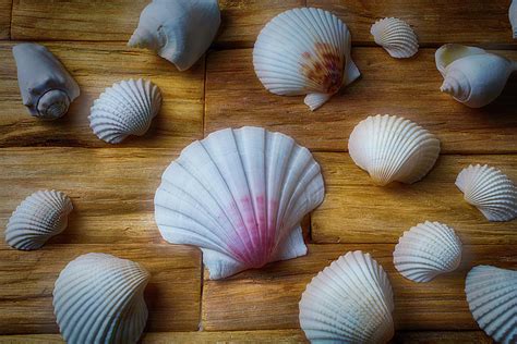 Moody Seashells Photograph By Garry Gay Fine Art America