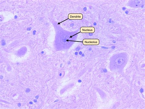 Glial Cells Under Microscope Micropedia