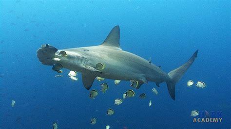 Scalloped Hammerhead Sharks Shark Academy Youtube