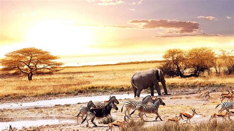 Hd Wallpaper Amazing African Savannah Water Hole Sunrise Animals