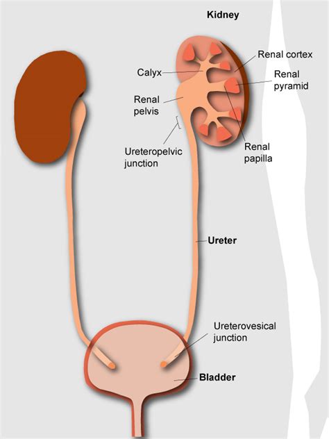 Anatomy And Function Of The Urinary System