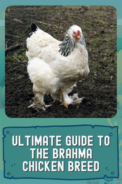 Brahma Chicken Breed Everything You Need To Know Hot Sex Picture