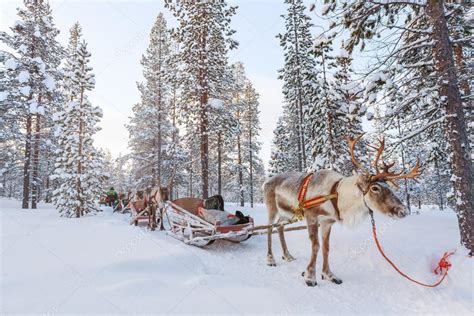 Reindeer Safari In Lapland Finland Stock Photo By ©shalamov 127109150
