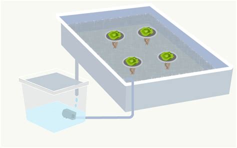Simple Ebb And Flow Hydroponic System Alphonso Calderon