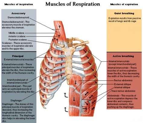 Muscles Of The Chest Shoulder And Upper Limb Origin And Insertion