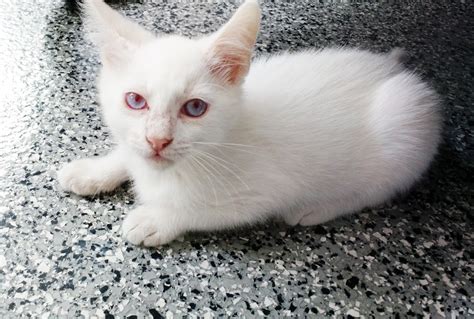 Meet Moonbeam The Rare Albino Kitten Who Needs A Home Nbc Los Angeles