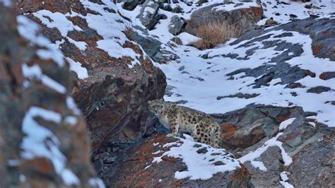 How To Spot The Snow Leopard In Ladakh Condé Nast Traveller India