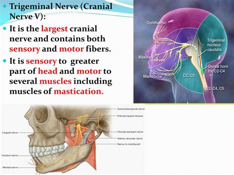 Ppt The Trigeminal Nerve Powerpoint Presentation Free Download Id
