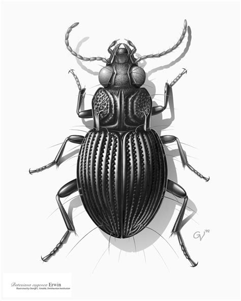 Beetle Illustration Beetle Illustration Scientific Illustration