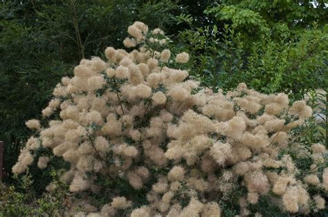 Cotinus Young Lady An Exciting New Smoke Bush From The Netherlands