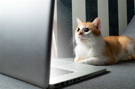 Lindo Gato Sentado Cerca De Una Computadora Portátil Foto Premium