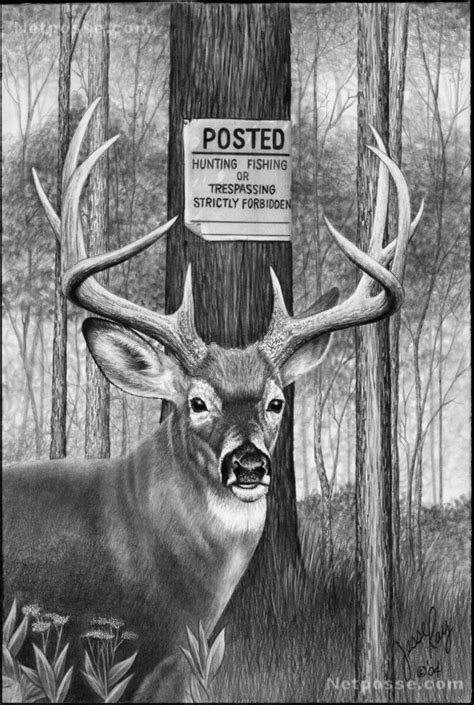 Thumbnailasp 645×960 Everything Deers Deer Drawing Hunting