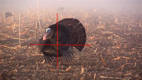 Rmsgear Blog Turkey Videos And Shot Placement Commentary