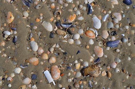 Sea Shells Beach · Free Photo On Pixabay