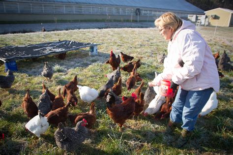 Farm Health Online Animal Health And Welfare Knowledge Hub Poultry