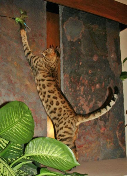 Although polydactyly, a genetic abnormality that results in extra digits, is more common in certain geographic regions of the world, it can affect any breed of cat, male. Exotic Felines for Sale | Savannah Cat Breed