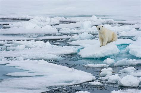 Arctic Sea Ice Shrinking To Lowest Levels Ever For Third Straight Year