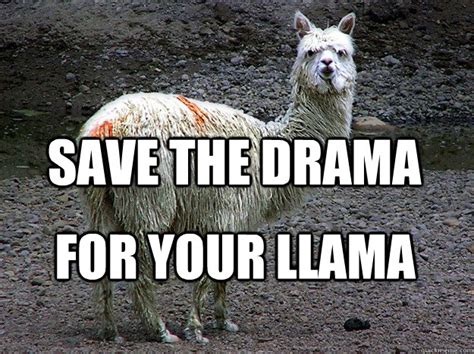 Llama Drama Memes Quickmeme