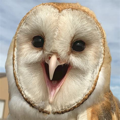 A Happy Owl Aww